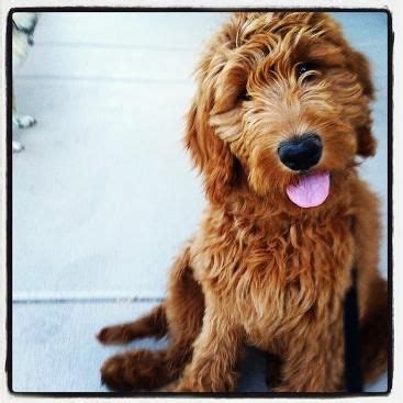 goldendoodle for sale las vegas